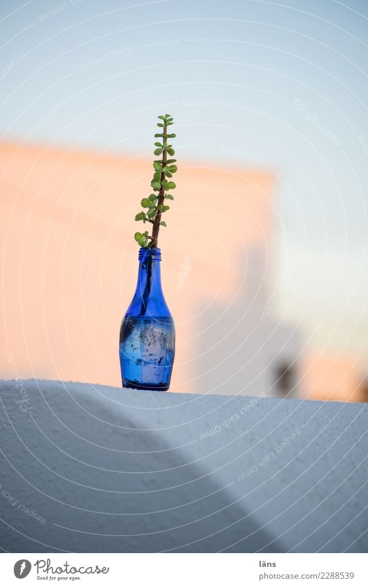 offshoots Vacation & Travel Tourism Decoration Restaurant Plant Sky Island Santorini Town Old town Deserted Manmade structures Building Wall (barrier)