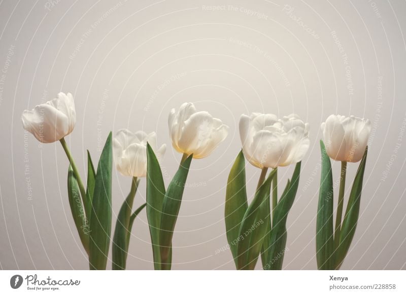 row arrangement Plant Flower Tulip Blossoming Green White Spring Spring fever Spring flower Hope Interior shot Deserted Day Stalk Leaf Blossom leave