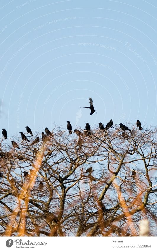 The 20 ravens Environment Nature Plant Animal Beautiful weather Tree Foliage plant Wild plant Branchage Twig Wild animal Bird Raven birds Crow Group of animals