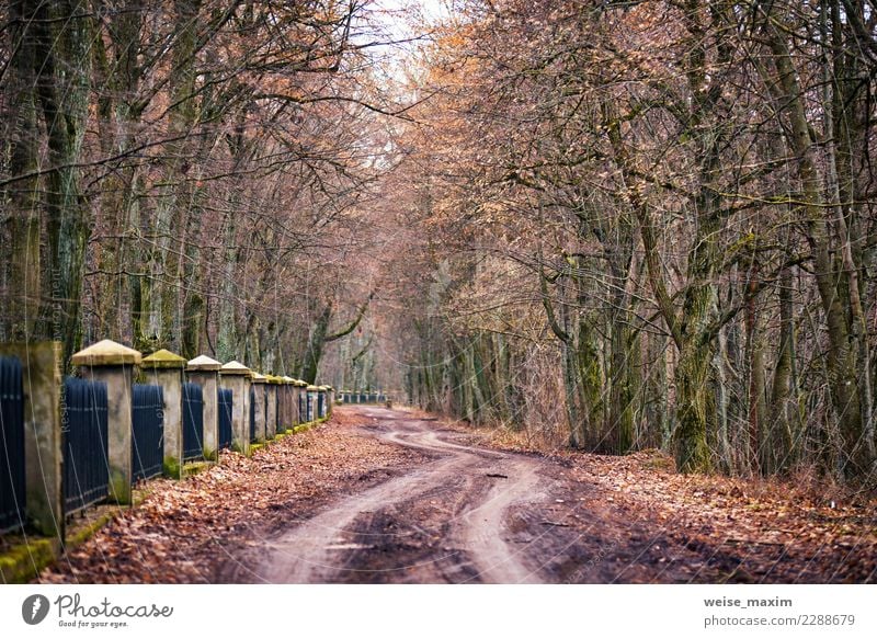 autumn landscape with haze and dirt road in old park Beautiful Life Vacation & Travel Tourism Trip Far-off places Freedom Sightseeing City trip Winter