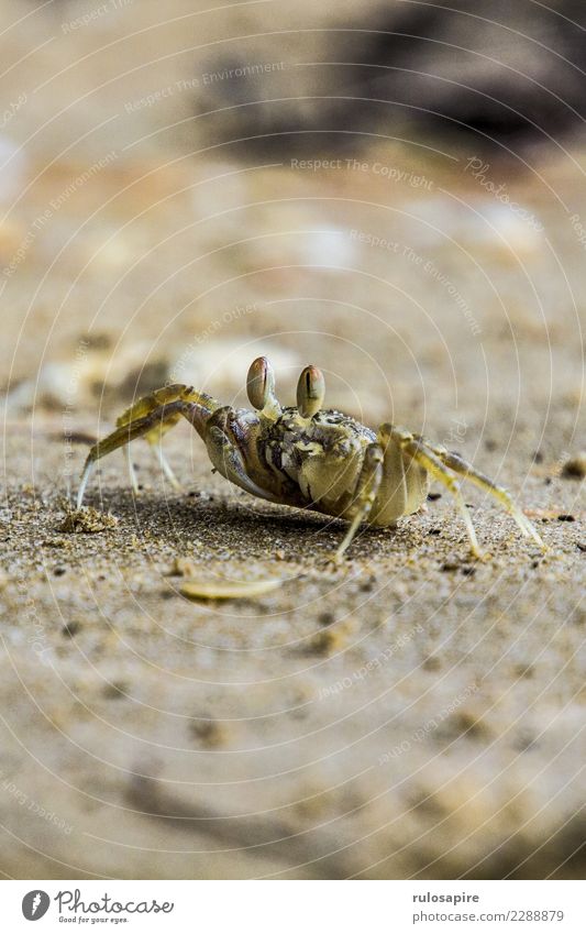 I see you Adventure Safari Expedition Beach Ocean Nature Animal Wild animal 1 Observe Crawl Looking Sand Sandy beach Shellfish Shrimp Eyes Legs Signage