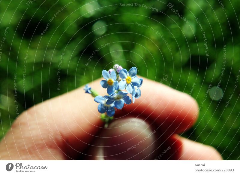 It's for you. Hand Fingers Flower Blossom Forget-me-not Meadow Blossoming Esthetic Authentic Simple Friendliness Beautiful Small Cute Blue Yellow Green