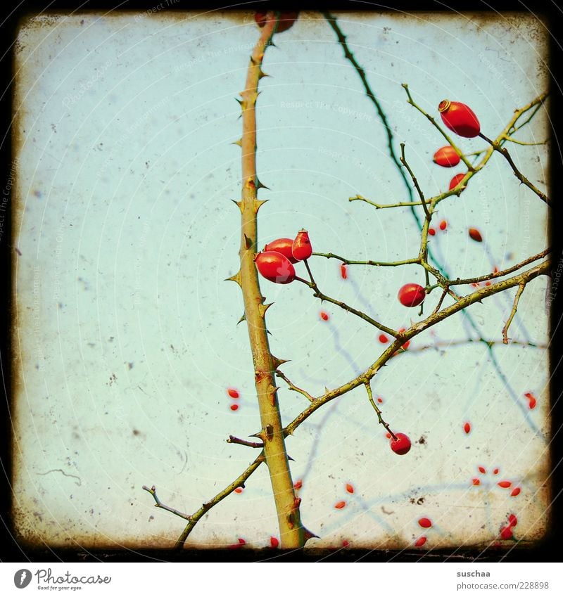 prickly beasts Environment Nature Plant Sky Autumn Bushes Growth Thorn Tendril Colour photo Experimental Deserted Copy Space left Dog rose Fruit