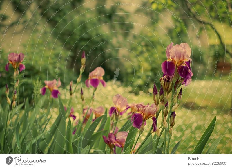 tivoli Nature Plant Summer Iridaceae Garden Park Meadow Blossoming Natural Bud Colour photo Exterior shot Shallow depth of field Flower Stalk Leaf Deserted