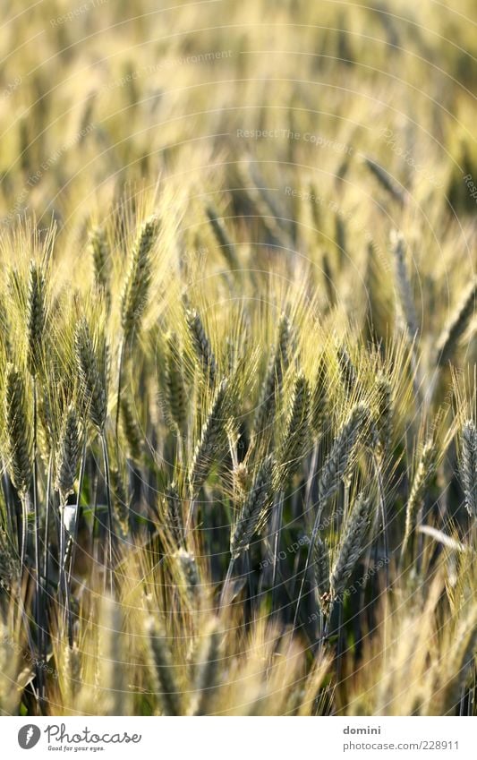 in the field Nature Beautiful weather Plant Agricultural crop Field Blossoming Natural Brown Yellow Green Colour photo Exterior shot Deserted Evening