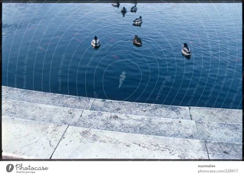 Ducks in the fountain Nature Water Beautiful weather Pond Animal Bird Group of animals Esthetic Trashy Moody Peace Life Transience Subdued colour Abstract