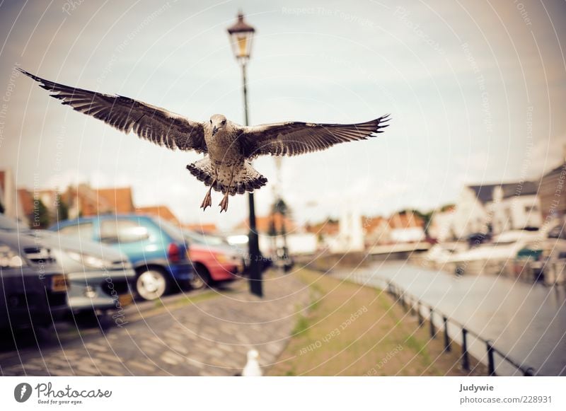 low-flying aircraft Beautiful weather River bank Means of transport Lanes & trails Car Animal Bird Wing Seagull Street lighting Flying Infinity Natural Power