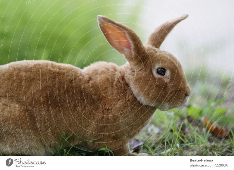 Light in sight, Easter is approaching! Nature Spring Meadow Farm animal Wild animal Animal face 1 Discover Esthetic Beautiful Brown Easter Bunny