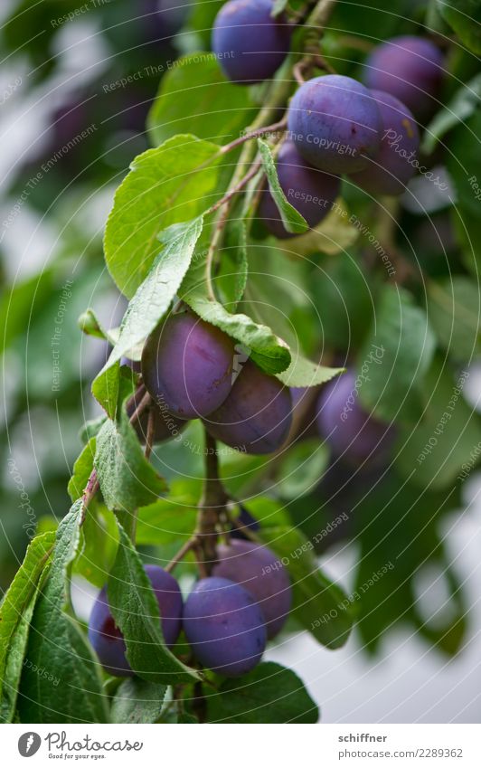 It fertilizes... Food Fruit Nutrition Plant Autumn Tree Leaf Agricultural crop Green Violet Plum Plum tree Plum leaf Harvest Stone fruit Fruit trees