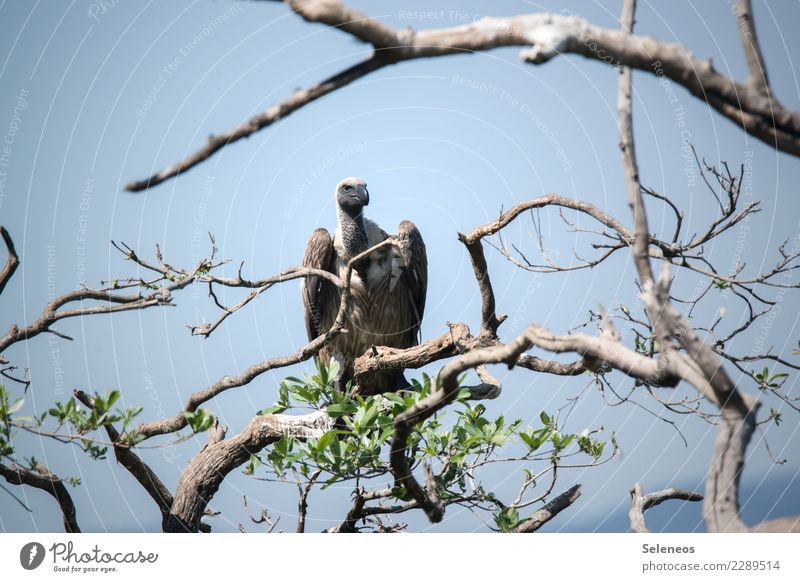 observation posts Freedom Safari Environment Nature Tree Branch Animal Wild animal Bird Animal face Wing Vulture 1 Observe Natural Colour photo Exterior shot