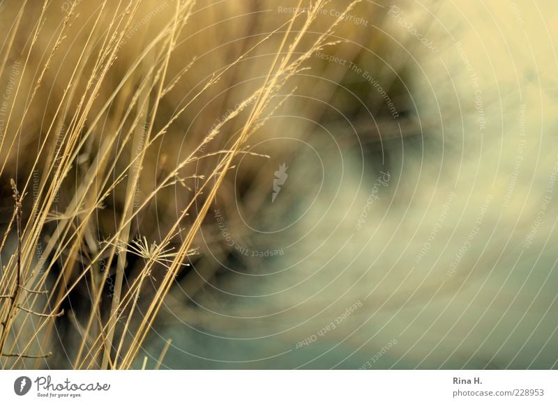 WinterGrasses Environment Nature Plant Water Bushes Natural Colour photo Exterior shot Deserted Copy Space right Shallow depth of field Blur