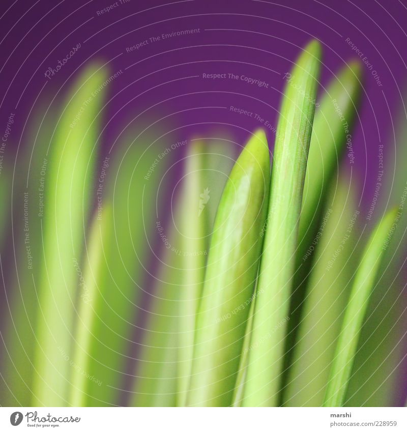 spring awakening Environment Nature Plant Grass Green Violet Spring Spring colours Colour photo Exterior shot Blur Grass green Natural Deserted Point Detail