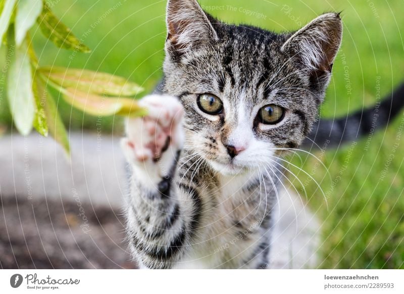 Hi! Playing Garden Nature Animal Plant Leaf Foliage plant Pet Cat Animal face Paw 1 Baby animal Discover Catch Happiness Curiosity Wild Joy Enthusiasm Attentive