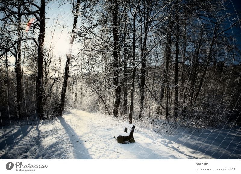 headlights Nature Winter Beautiful weather Ice Frost Snow Tree Forest Bench Wooden bench Simple Cold Calm Loneliness Idyll Stagnating Seating Center point