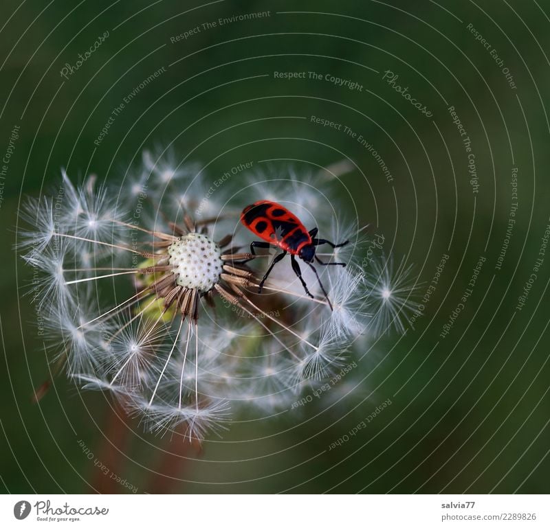 Face on back Environment Nature Plant Animal Spring Blossom Dandelion Seed Meadow Bug Firebug Insect Zoology 1 Crawl Above Green Red Black Colour Contentment