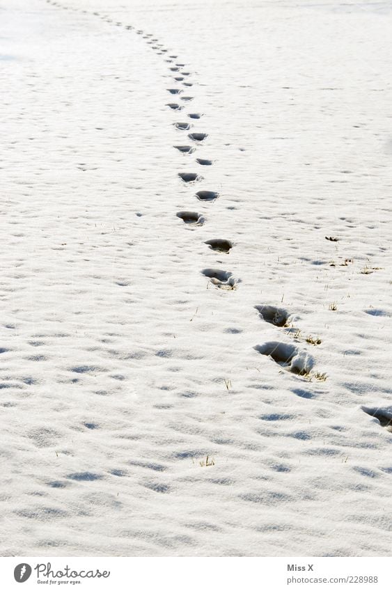 Tracks in the snow Nature Winter Weather Ice Frost Snow Meadow Field Infinity White Movement Cold Colour photo Exterior shot Pattern Structures and shapes