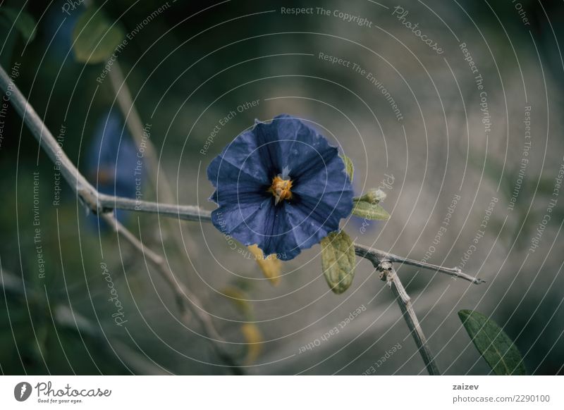 Flor azul de cistus al natural en la rama Beautiful Summer Garden Nature Plant Spring Flower Leaf Blossom Park Meadow Field Rock Paper Natural Wild Blue Green