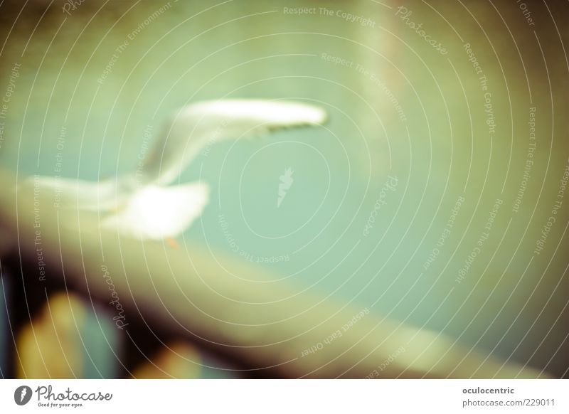 on a sailing trip Bridge Animal Wild animal Bird Seagull 1 Flying Free Bright Blue Yellow Joy Life Environment Handrail Vignetting Neckar Colour photo