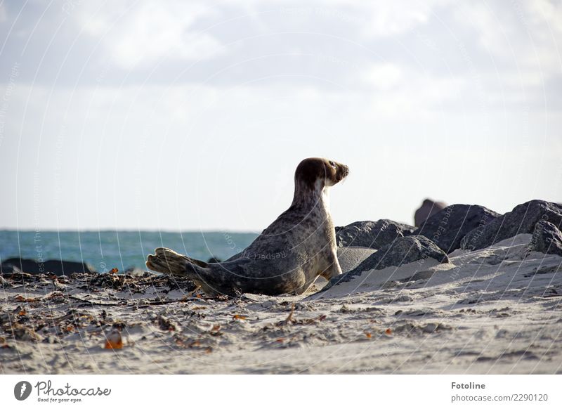 Wanderlust? ... Environment Nature Animal Elements Earth Sand Water Sky Clouds Winter Beautiful weather Coast Beach North Sea Ocean Island Wild animal Pelt 1