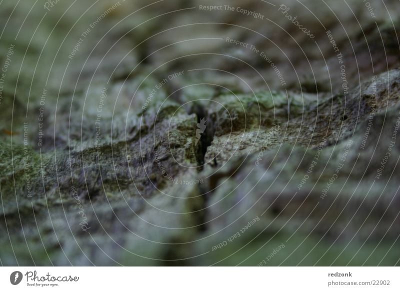 tree structure Tree Tree bark Edge Surface Crack & Rip & Tear Gray Brown Strange Structures and shapes Detail Column Nature Rough