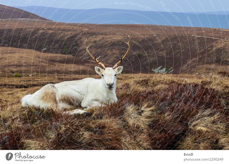 White Reindeer Rests in Brown Heather Hillside Joy Happy Vacation & Travel Adventure Winter Mountain Hiking Nature Landscape Animal Warmth Wild animal 1 Herd