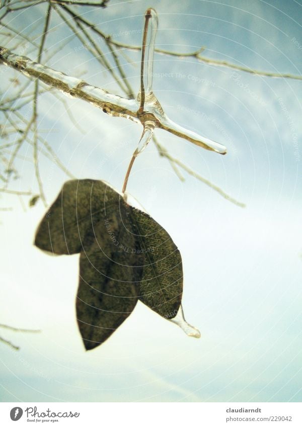 Ice on a stick Nature Plant Sky Winter Frost Leaf Hang Frozen ice armour Twig Overlaid Motionless Cold Solidify Ice sheet Colour photo Close-up Detail