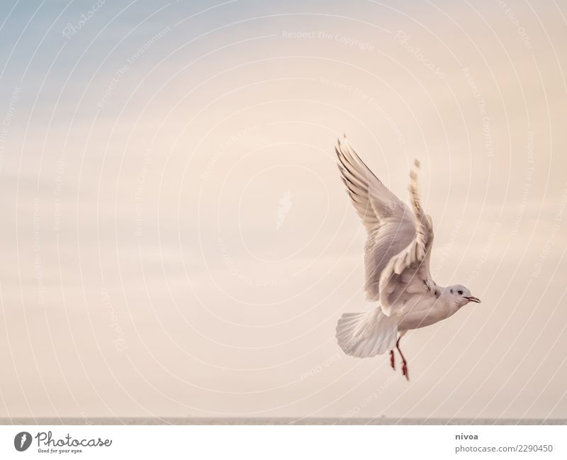 seagull ahead Environment Nature Landscape Sky Autumn Climate Weather Coast Ocean Aviation Animal Bird Wing Seagull 1 Sign Observe Flying Brash Friendliness