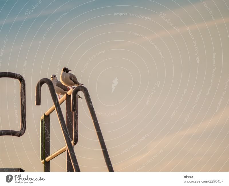 perch Swimming pool Environment Nature Landscape Climate Weather Beautiful weather Lakeside sweat Handrail Animal Bird Wing 2 Observe Movement Flying Sit Free