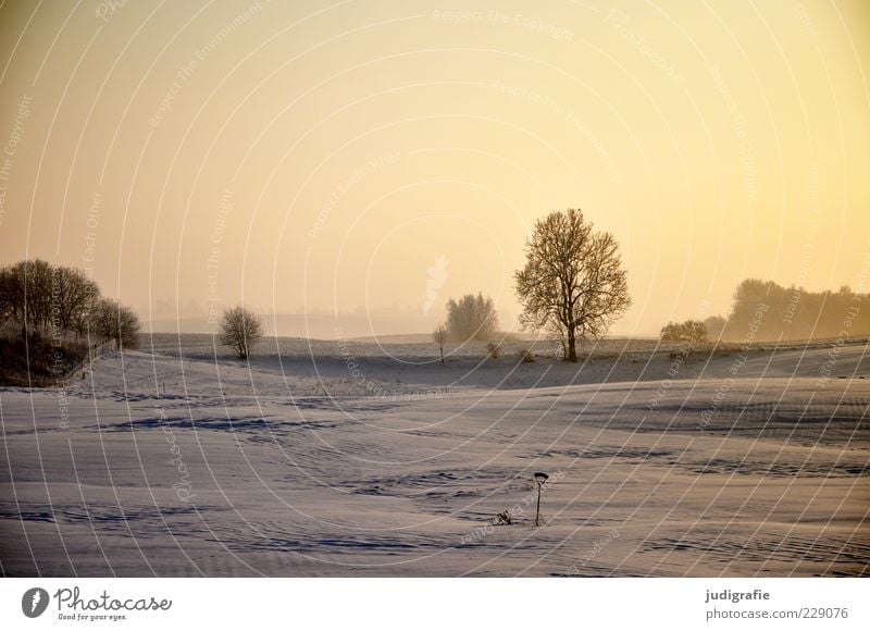 winter light Environment Nature Landscape Winter Snow Plant Tree Field Natural Moody Idyll Climate Colour photo Subdued colour Exterior shot Deserted Day Light