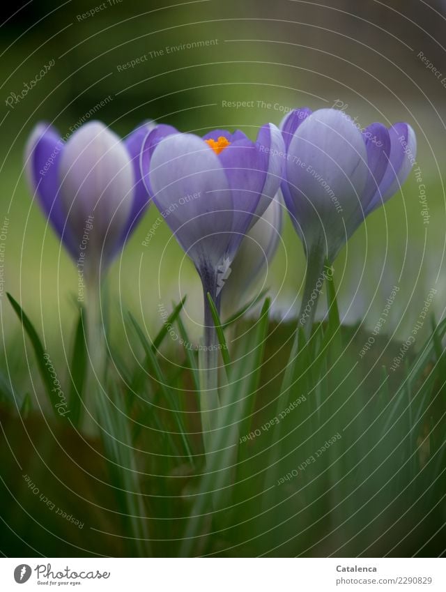 Lovely, flowering crocus Nature Plant Spring Leaf Blossom Crocus Garden Fragrance Faded Growth Esthetic Authentic Green Violet Orange Moody Spring fever