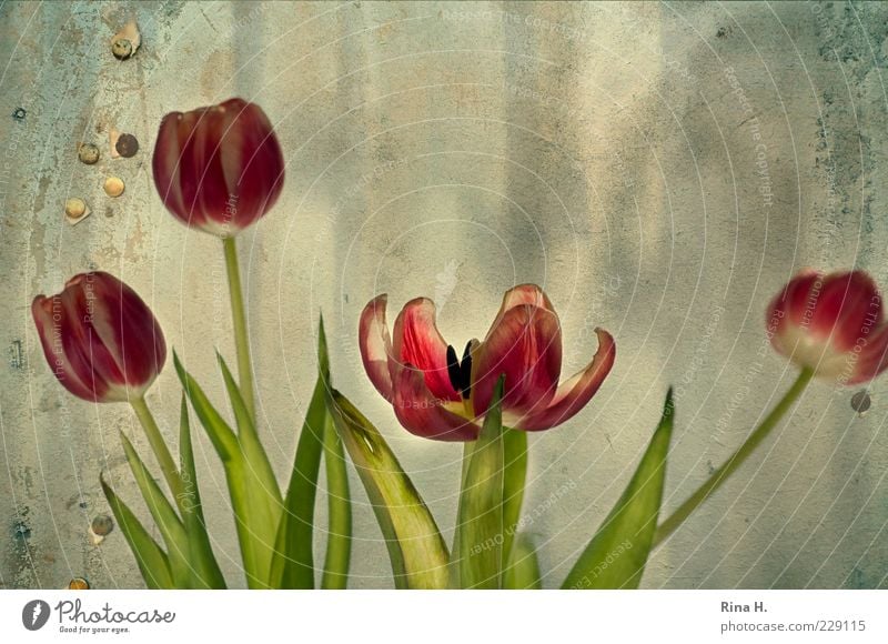 In the eye of the beholder Spring Flower Tulip Faded Green Red Transience Composing Blossom Limp Stalk Leaf Blossom leave Neutral Background Deserted Sunlight