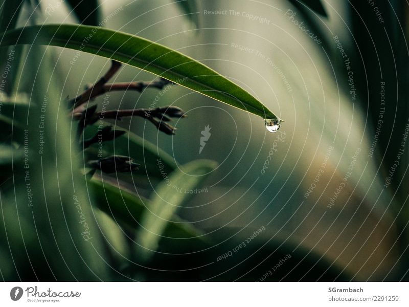 Raindrops hanging from a leaf Contentment Calm Nature Plant Drops of water Oleander Garden Park Observe Think Green Patient Uniqueness Wellness Colour photo