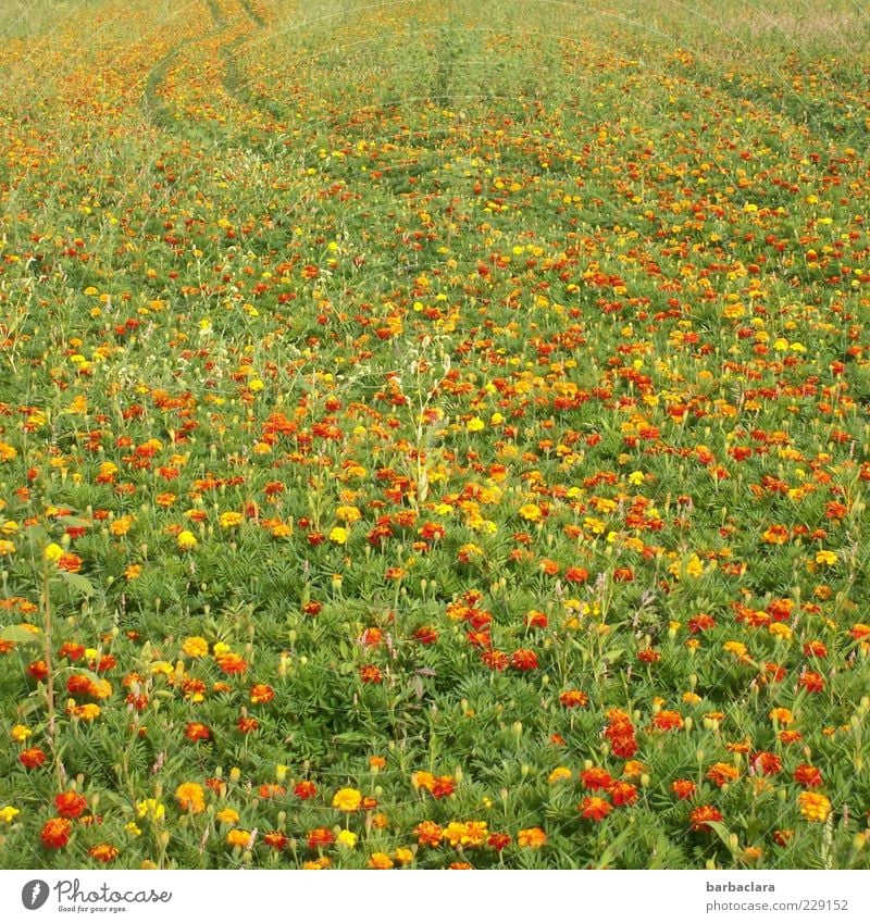 Tagetes - good for your eyes Summer Plant Flower Agricultural crop Marigold Meadow Blossoming Fragrance Esthetic Natural Multicoloured Yellow Gold Experience