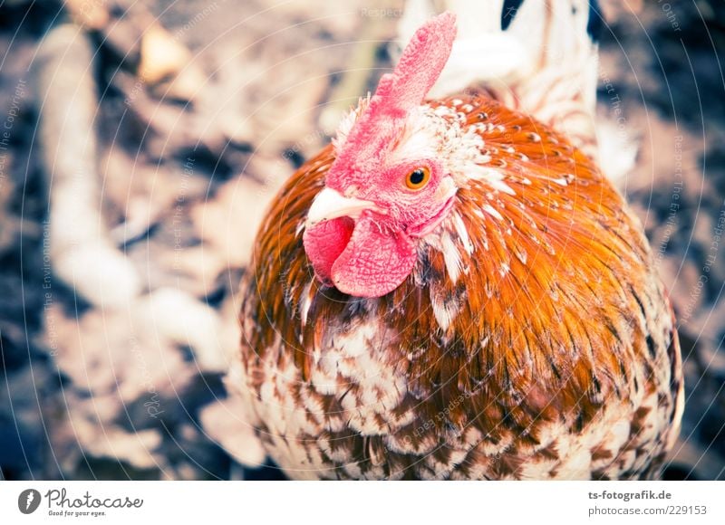 What now, chicken midget? Nature Animal Farm animal Animal face Wing 1 Beautiful Curiosity Cute Brown Pink Red Barn fowl Rooster Livestock breeding Cockscomb