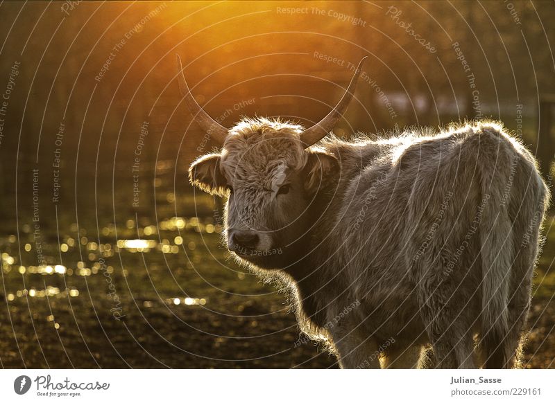 rear cattle Environment Nature Beautiful weather Animal Farm animal Wild animal Cow Animal face Pelt 1 Cattle Sunlight Back-light Glittering Antlers