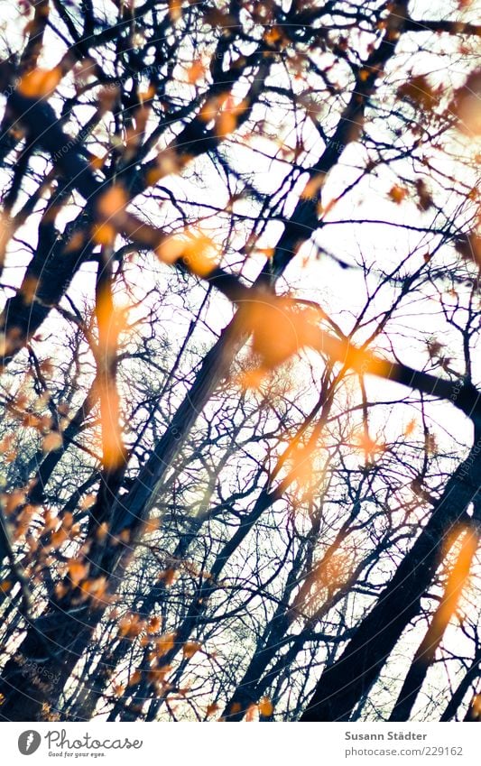 ghost Autumn Plant Leaf Forest Reflection Light (Natural Phenomenon) Ghosts & Spectres  Blur Colour photo Exterior shot Day Contrast Sunlight