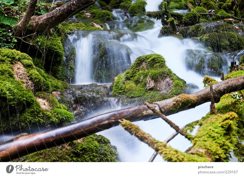 Bear Guard Gorge Nature Elements Water Tree Moss Brook Esthetic Natural Green Contentment Calm Environment Colour photo Exterior shot Day Long exposure Deserted