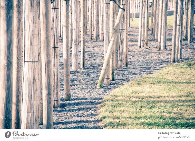 Optical dystopia II Environment Elements Plant Tree Grass Meadow Stone Wood Line Thin Long Brown Gray Green Tree trunk Common Reed Gravel Pebble Labyrinth