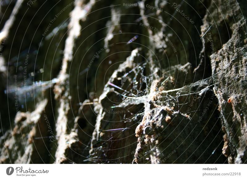 Tree in detail Spider Spider's web Insect Brown Gray Net Rock Stone Old Close-up Macro (Extreme close-up)