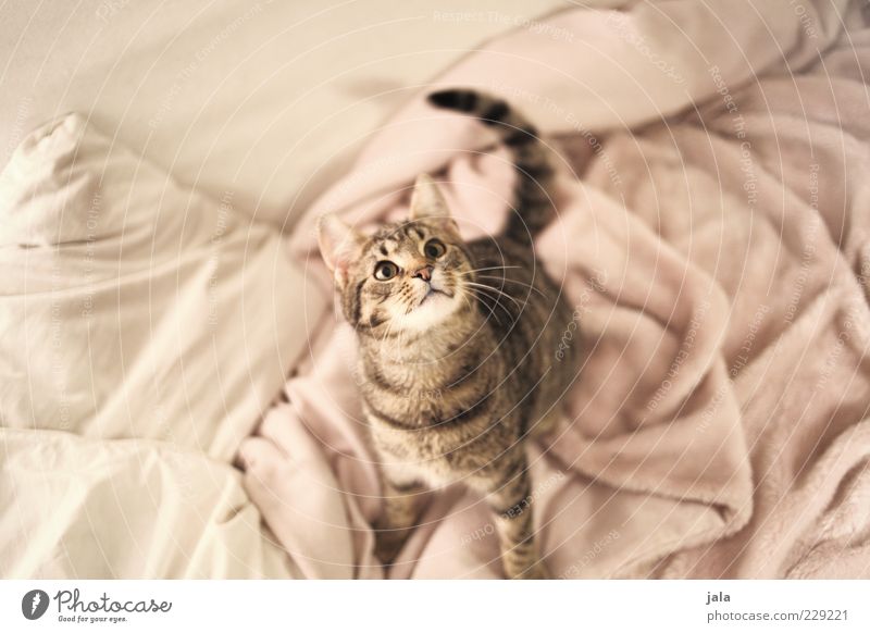 meagre Sofa Animal Pet Cat 1 Looking Curiosity White Pink Colour photo Interior shot Deserted Day Artificial light Bird's-eye view Animal portrait Upward