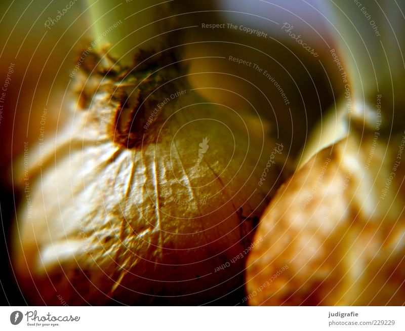 onion Onion Nature Plant Spring flowering plant Growth Sheath Root Colour photo Subdued colour Close-up Blur Detail Dried up Illuminate Reflection