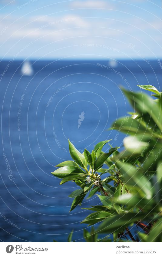 sailboats Elements Water Sky Summer Beautiful weather Plant Coast Boating trip Sailing ship Esthetic Blue Green Wanderlust Contentment Movement Relaxation