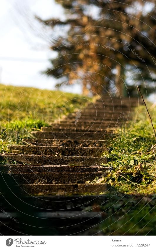 sun staircase Environment Nature Plant Beautiful weather Tree Grass Meadow Stairs Concrete Bright Green Upward Colour photo Exterior shot Deserted Day Light