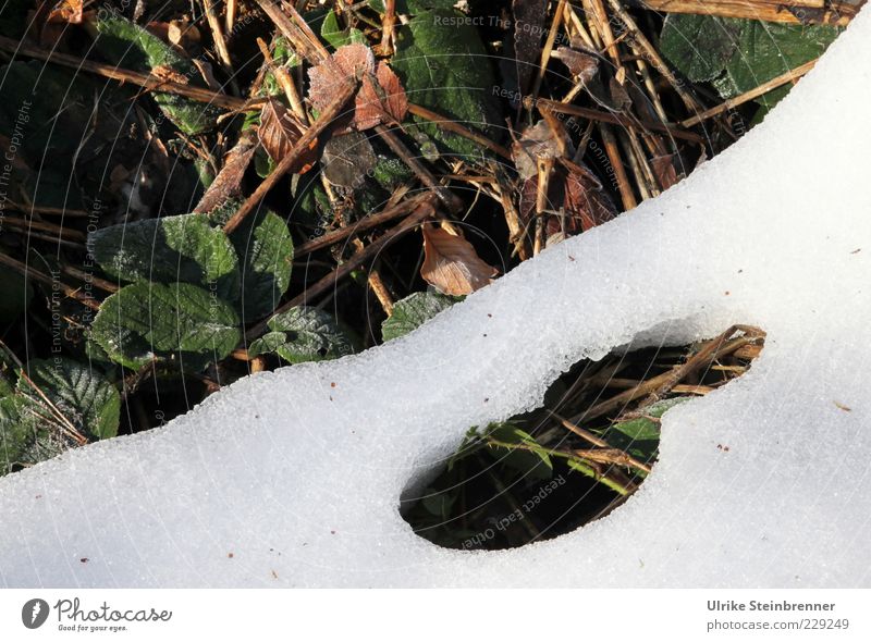 Thawed hole in a snow cover on the field Environment Nature Plant Spring Winter Beautiful weather Snow Leaf Wild plant Cold Brown Green White Change Ground Melt