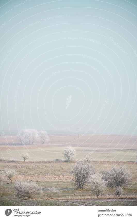 icy silence Environment Nature Landscape Horizon Winter Climate Weather Fog Ice Frost Field Cold Calm Moody Bad weather Hoar frost Tree