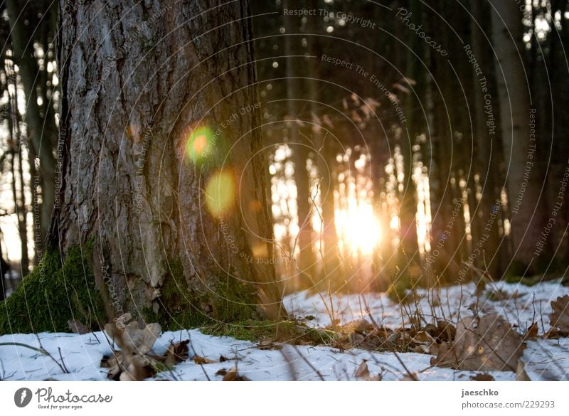 Kitsch in the Winter Forest II Environment Sun Sunrise Sunset Sunlight Climate Weather Beautiful weather Ice Frost Snow Tree Illuminate Woodground Winter forest