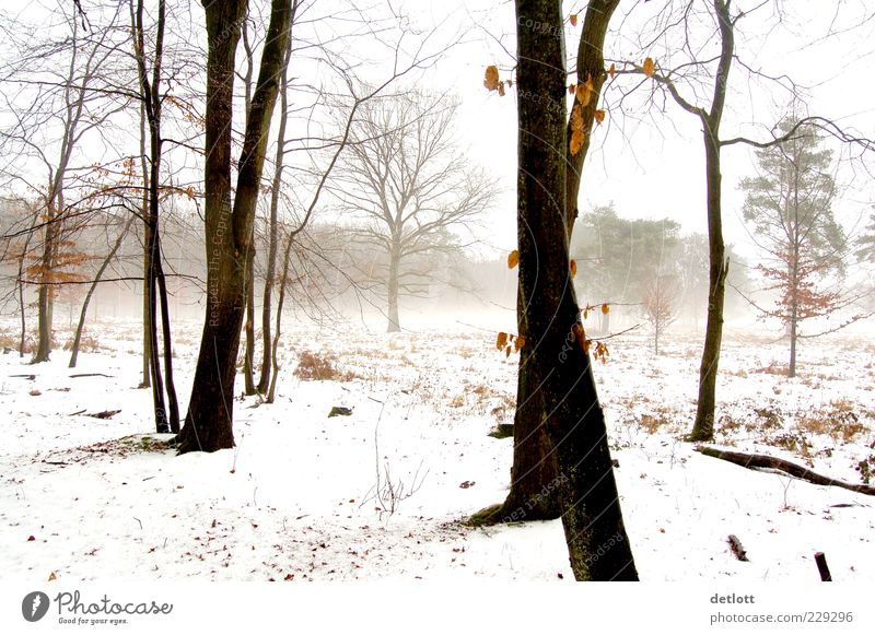 winter forest Nature Landscape Winter Fog Snow Tree Park Forest Dream Bright Brown Gray Black White Emotions Contentment Joie de vivre (Vitality) Calm