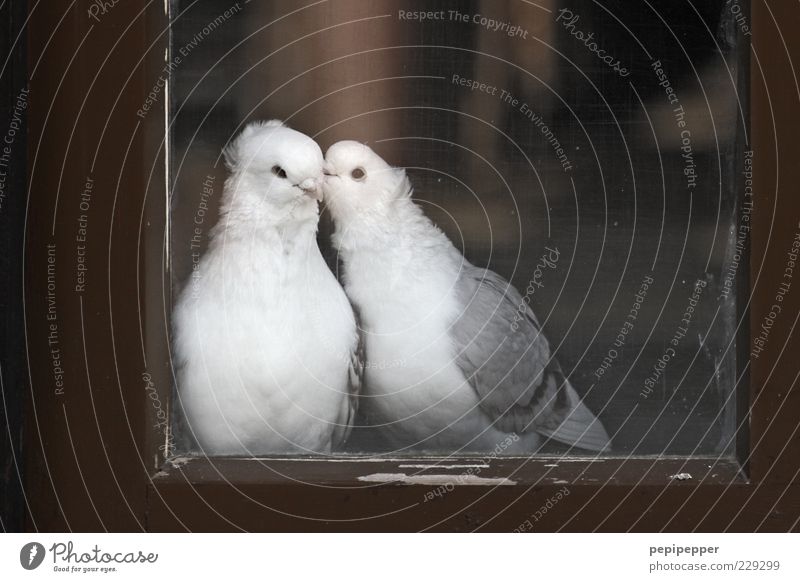 window love story Window Animal Farm animal Bird Pigeon 2 Pair of animals Wood Glass Rutting season Touch Crawl Kissing Love Sit Dream Brown Gray White Happy