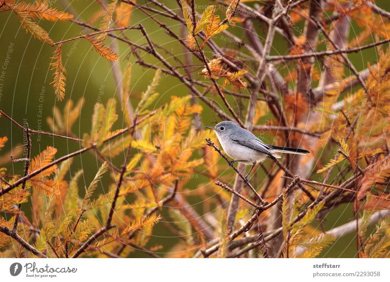 Grey catbird Dumetella carolinensis Nature Animal Tree Bird 1 Wild Gray Gray catbird grey catbird Florida Naples US bird avian gray bird grey bird small bird