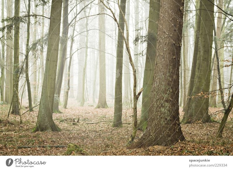 Finsterwalde Environment Nature Landscape Plant Tree Leaf Forest Fog Shroud of fog Colour photo Exterior shot Deserted Day Haze Twilight Tree trunk